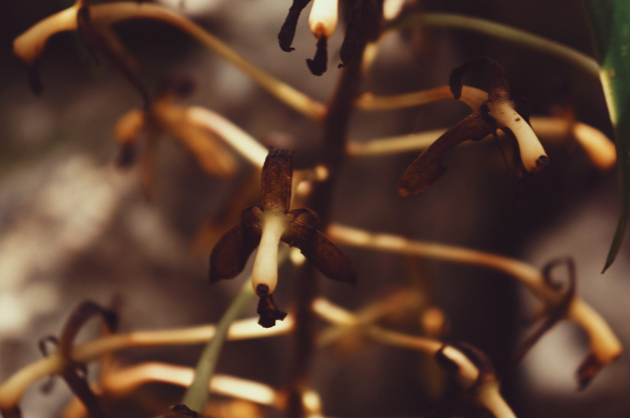 Epidendrum raniferum